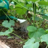 Kako zalijevati krastavce za odličnu žetvu